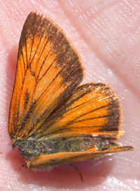 Delaware Skipper